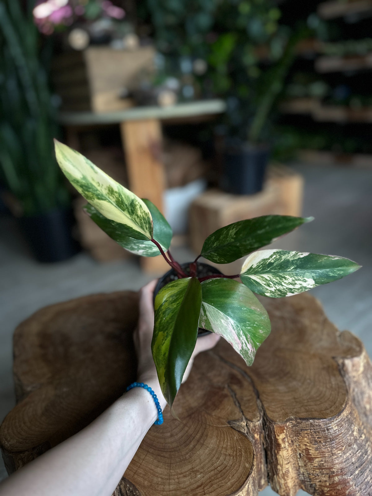 Philodendron Strawberry Shake 4"