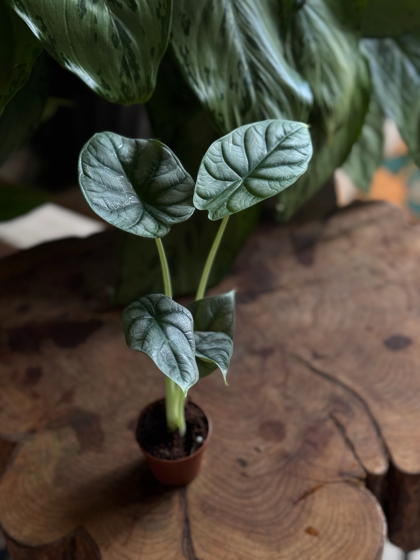 Alocasia Silver Dragon 2”