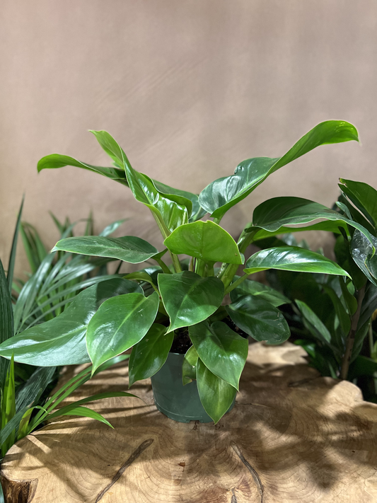 Philodendron Green Congo 6”