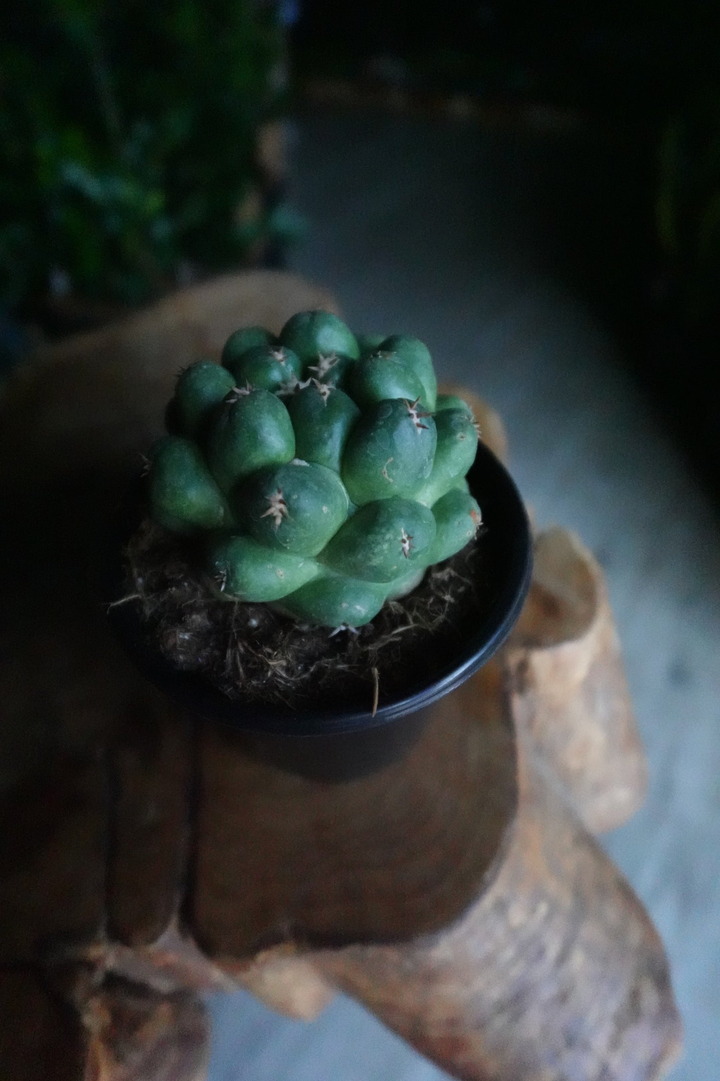 Beehive Cactus 4"