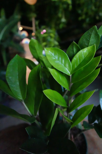 ZZ Plant 5"