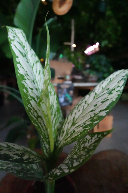 Dieffenbachia Etna 4"