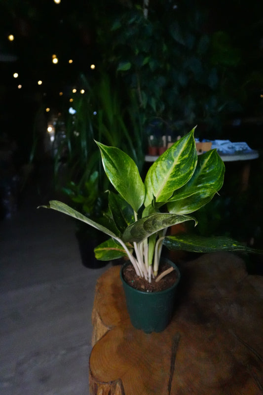 Aglaonema Green Papaya 5"