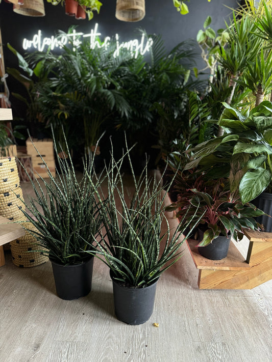 Sansevieria Fernwood Mikado 10”