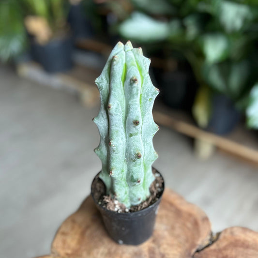 Ghost White Boobie Cactus 4"