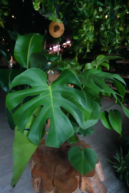 Monstera Deliciosa 6/8"