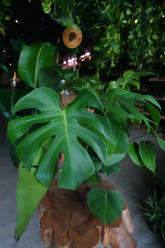 Monstera Deliciosa 6/8"