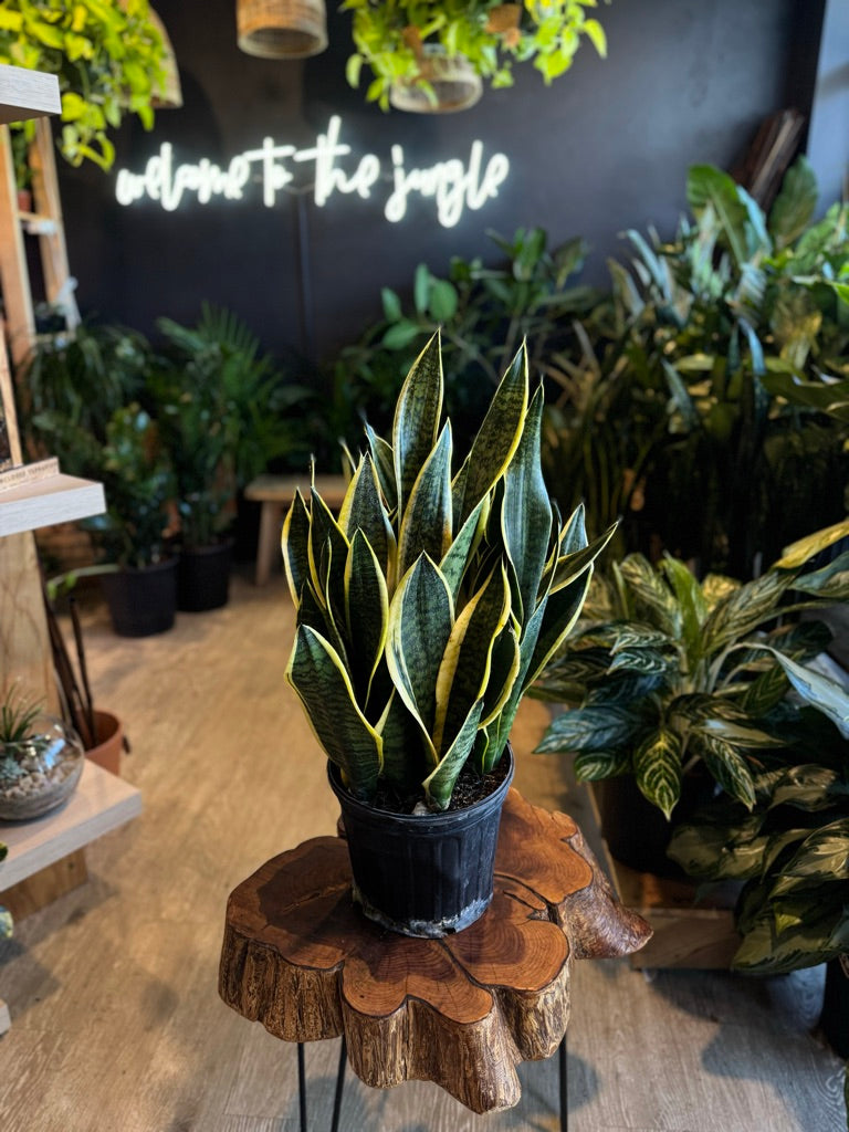 Sansevieria Laurentii Superba (Snake Plant Curly) 8”