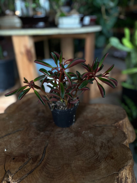 Peperomia Ruby Glow 4"