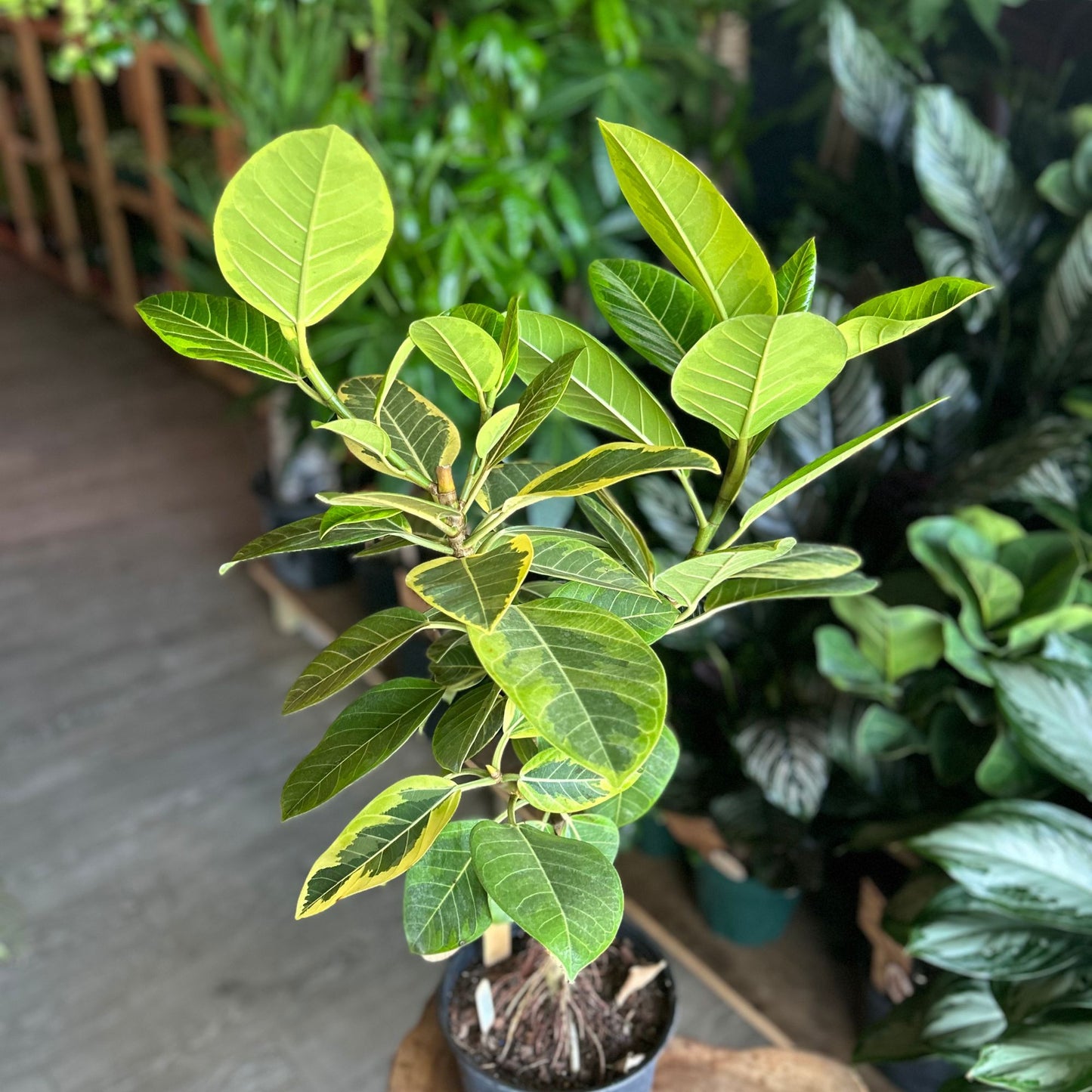 Ficus Altissima 8” Short