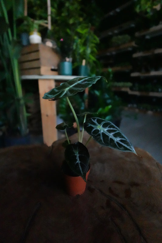 Alocasia Parasol 2"
