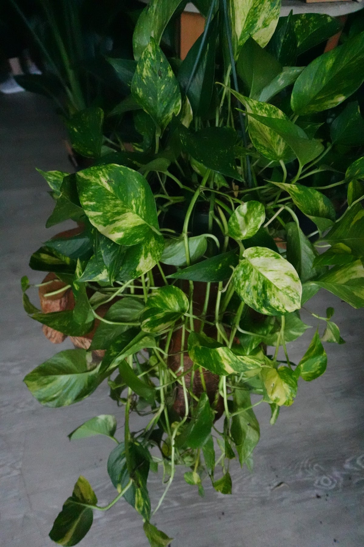 Golden Pothos 8" HB