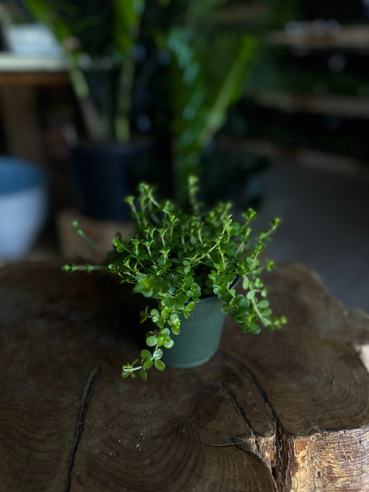 Peperomia Jitterbug 4”