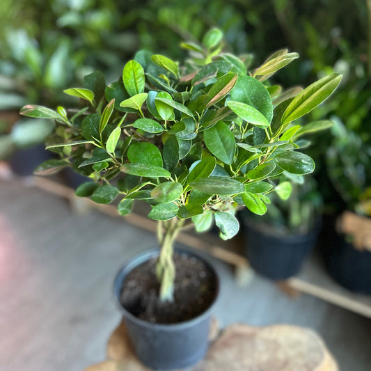 Braided Ficus Moclame 8"