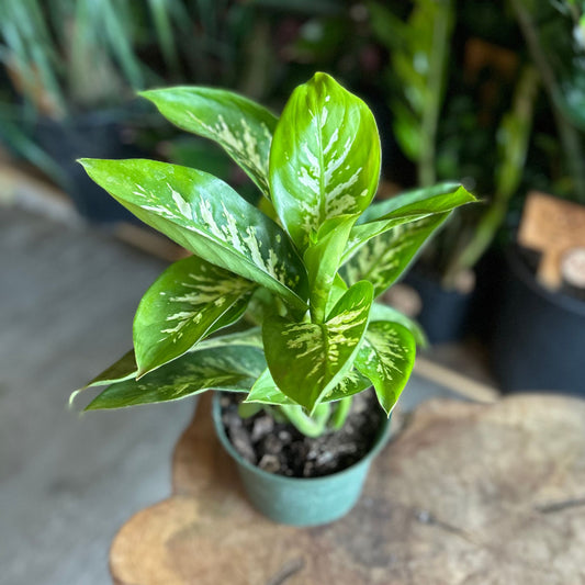 Dieffenbachia Tropic Marianne 6”