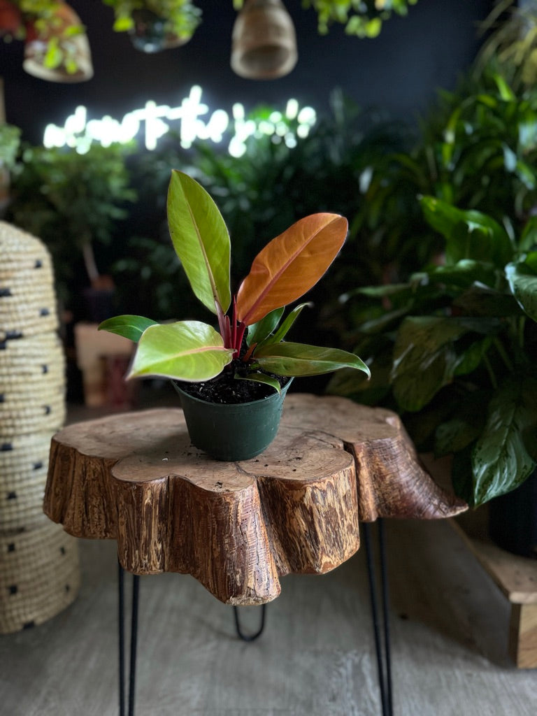 Philodendron Prince of Orange 6”
