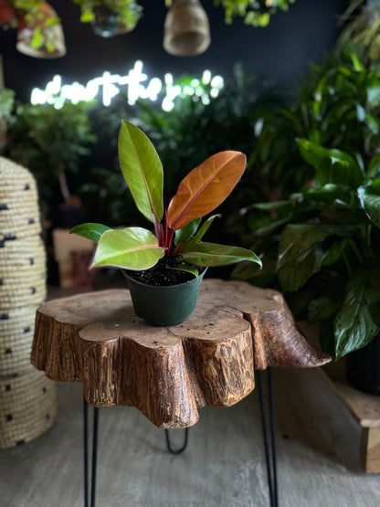 Philodendron Prince of Orange 6”