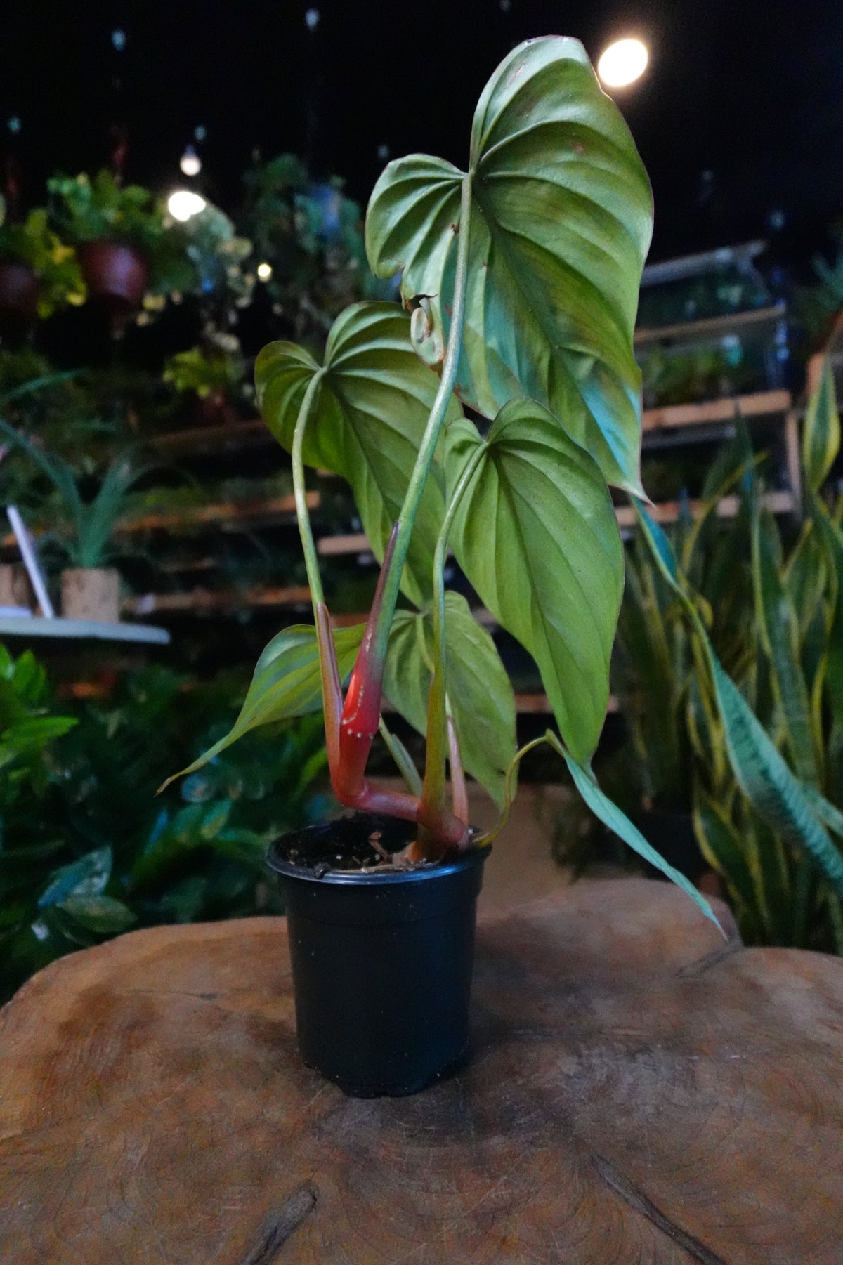Philodendron Columbia 4"