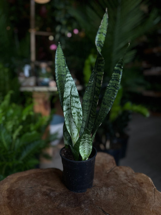 Sansevieria Zeylanica  (Green Snake) 5"