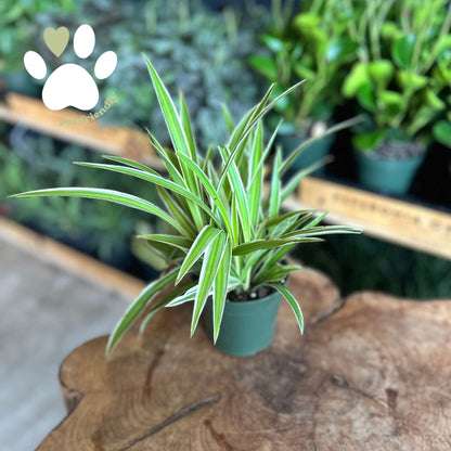 Spider Plant 4”