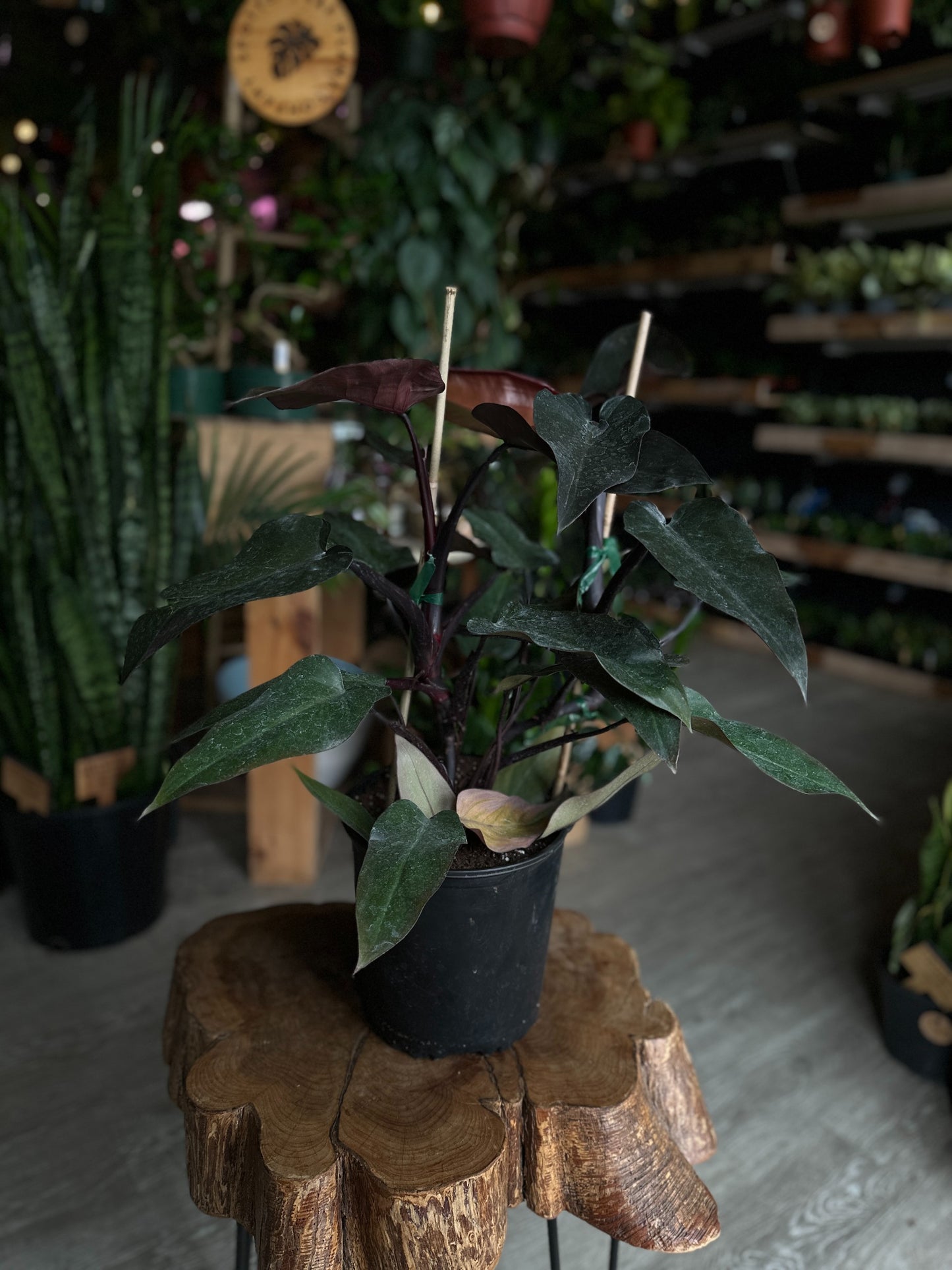 Philodendron Majesty 8"