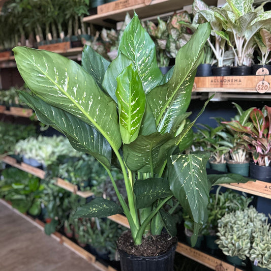 Dieffenbachia Tropic Snow 10"