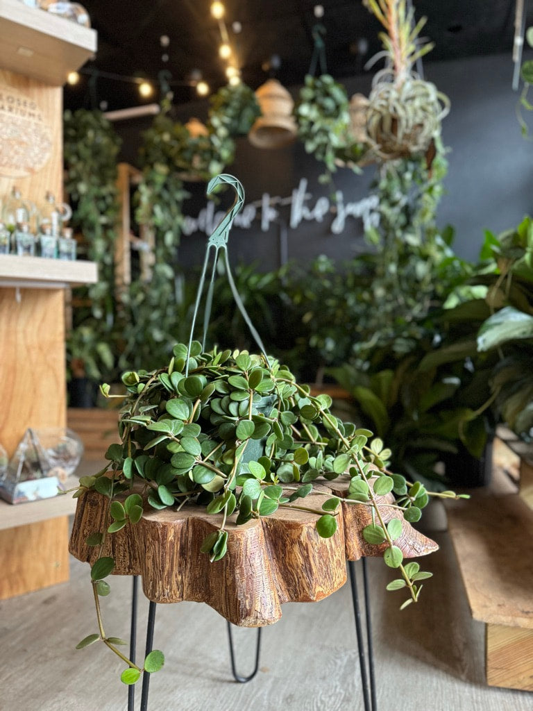 Peperomia Hope 8” HB