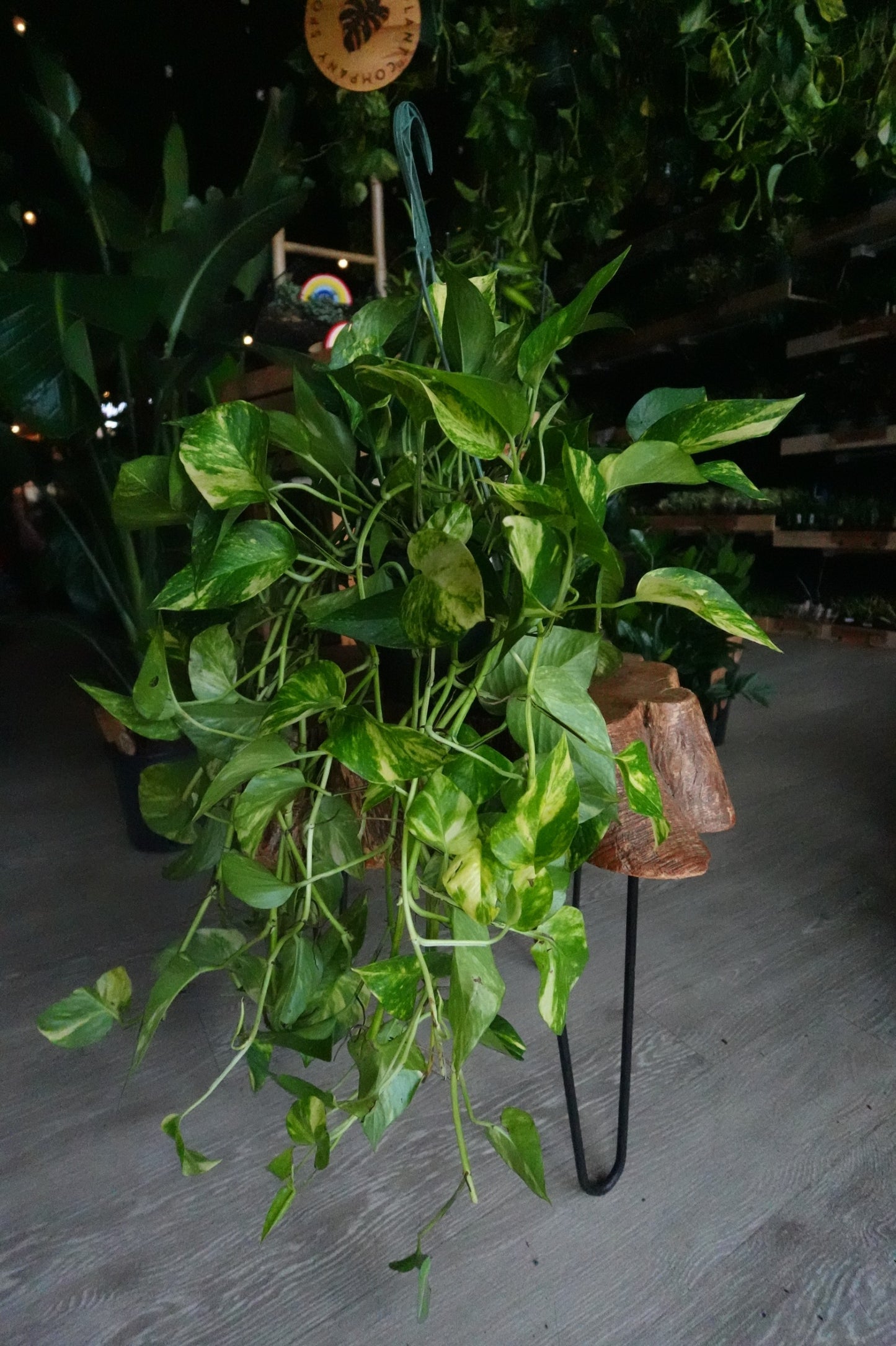Golden Pothos 8" HB