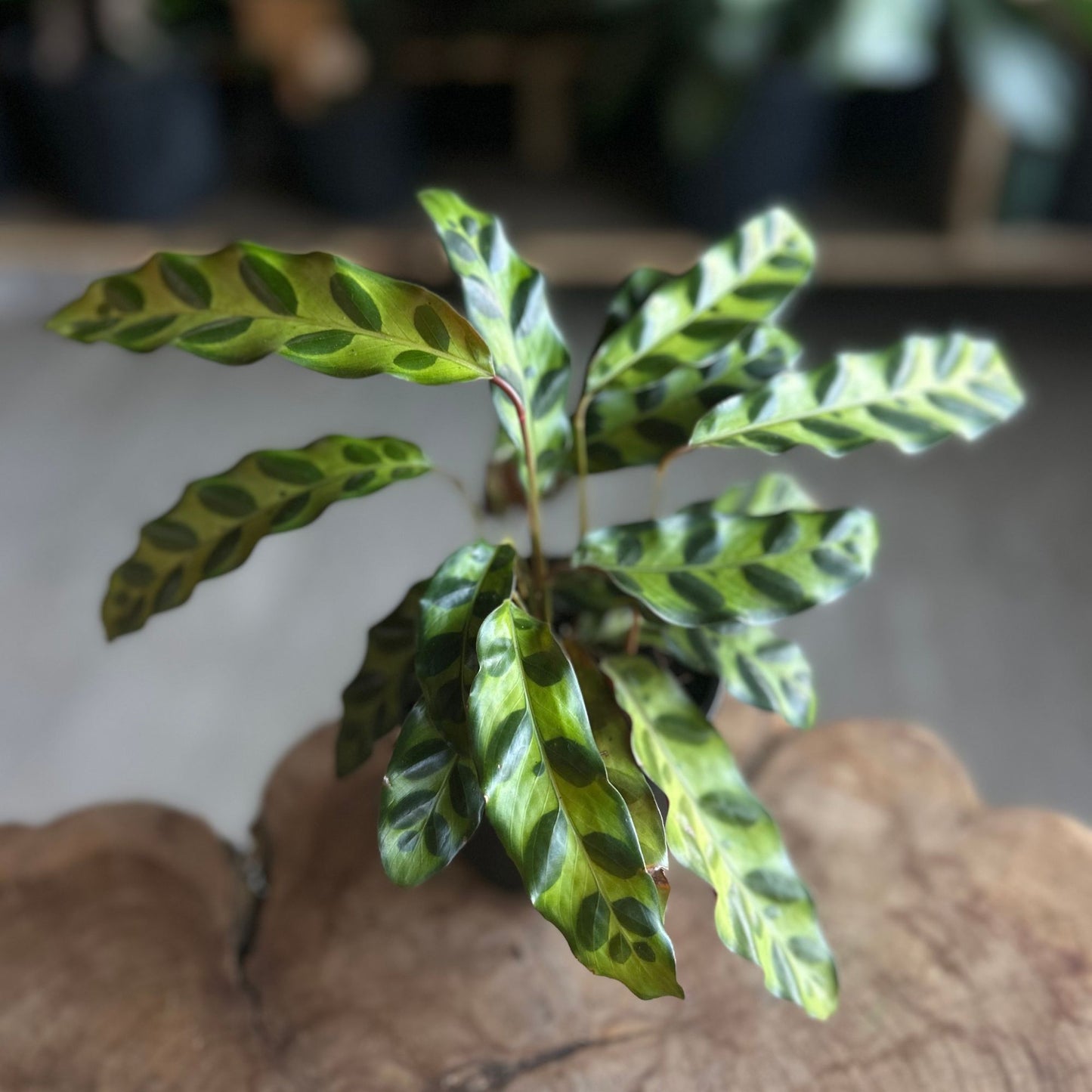 Calathea (Rattlesnake) Lancifolia 4”