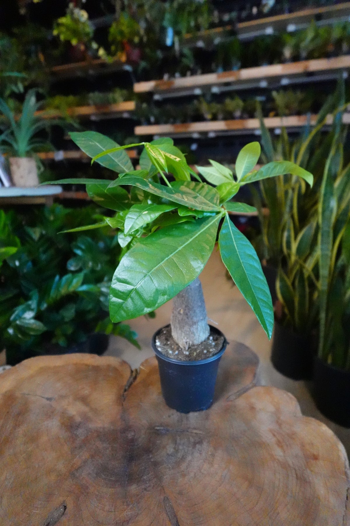 Money Tree Stump 4"