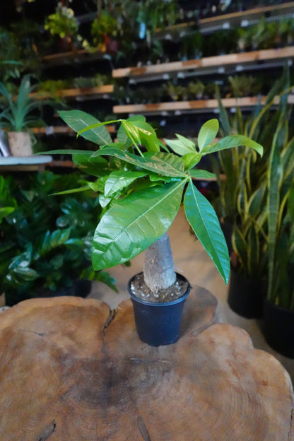 Money Tree Stump 4"