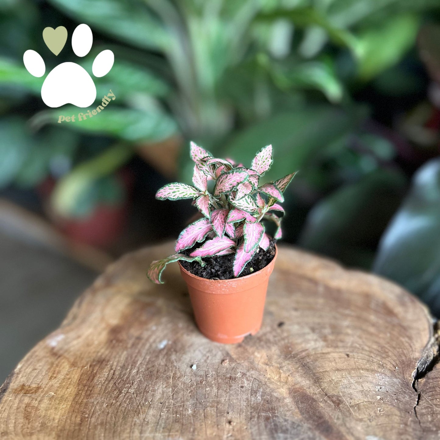 Fittonia Mosaic Pink Forest 2"