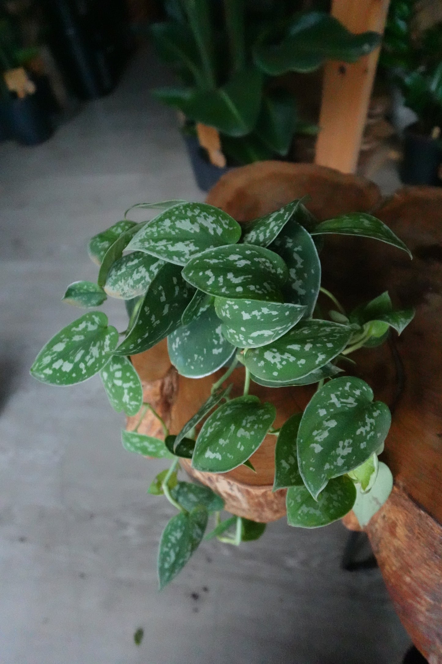 Scindapsus Pictus Argyraeus 4"