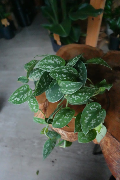 Scindapsus Pictus Argyraeus 4"