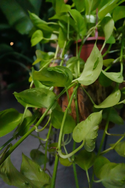Pothos Sao Paulo HB 6"