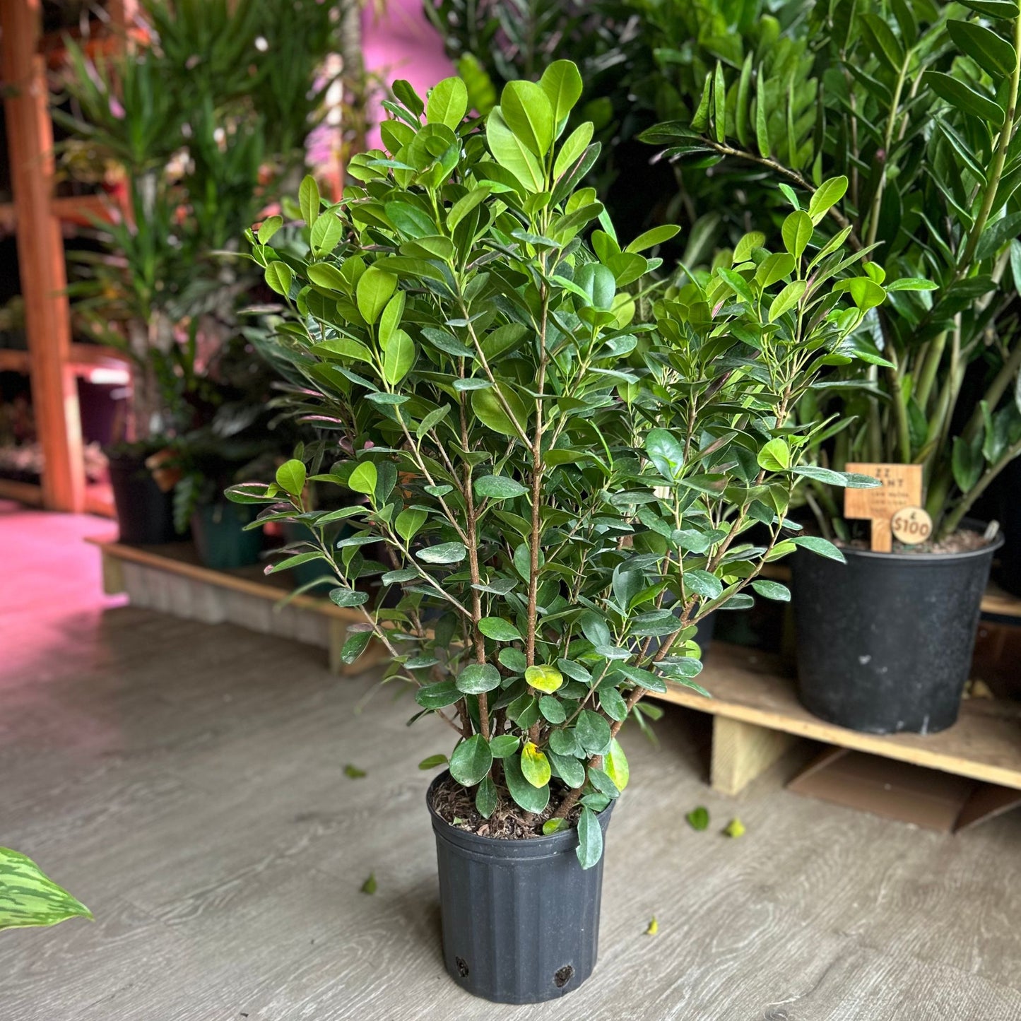 Ficus Moclame 8"