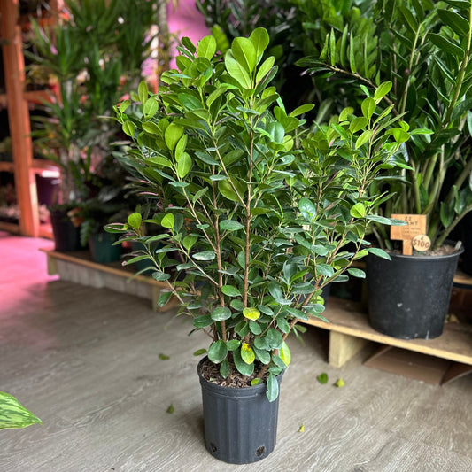 Ficus Moclame 8"