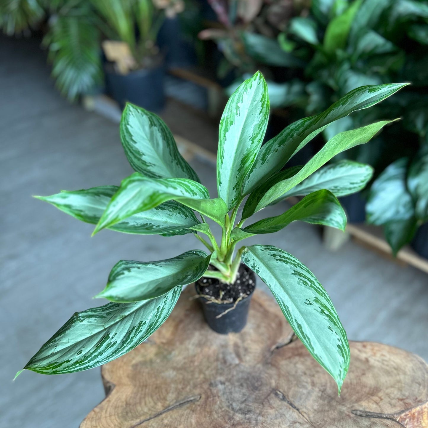 Aglaonema Silver Bay 4"