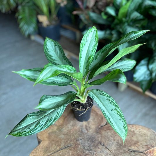 Aglaonema Silver Bay 4"