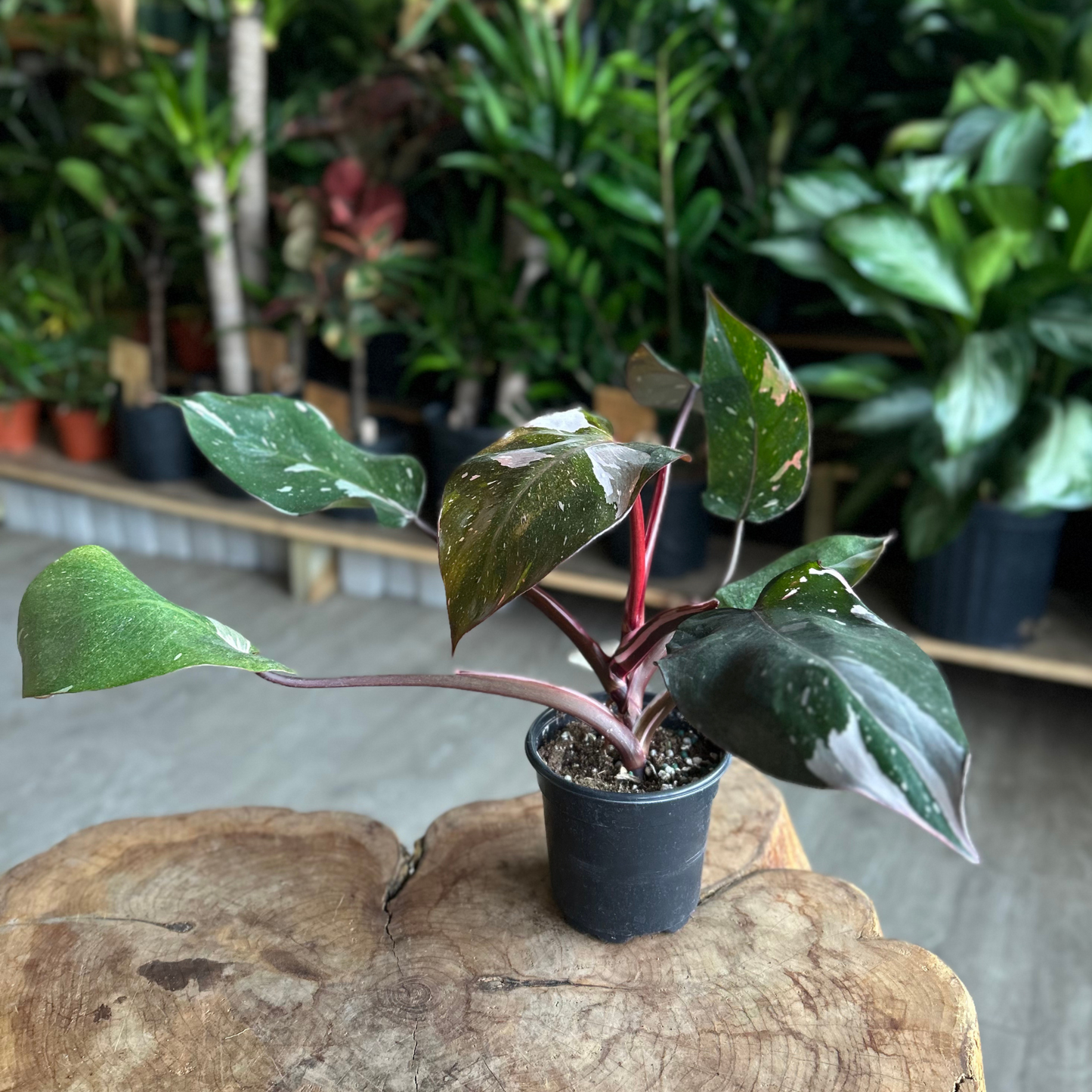 Philodendron Red Anderson 4"
