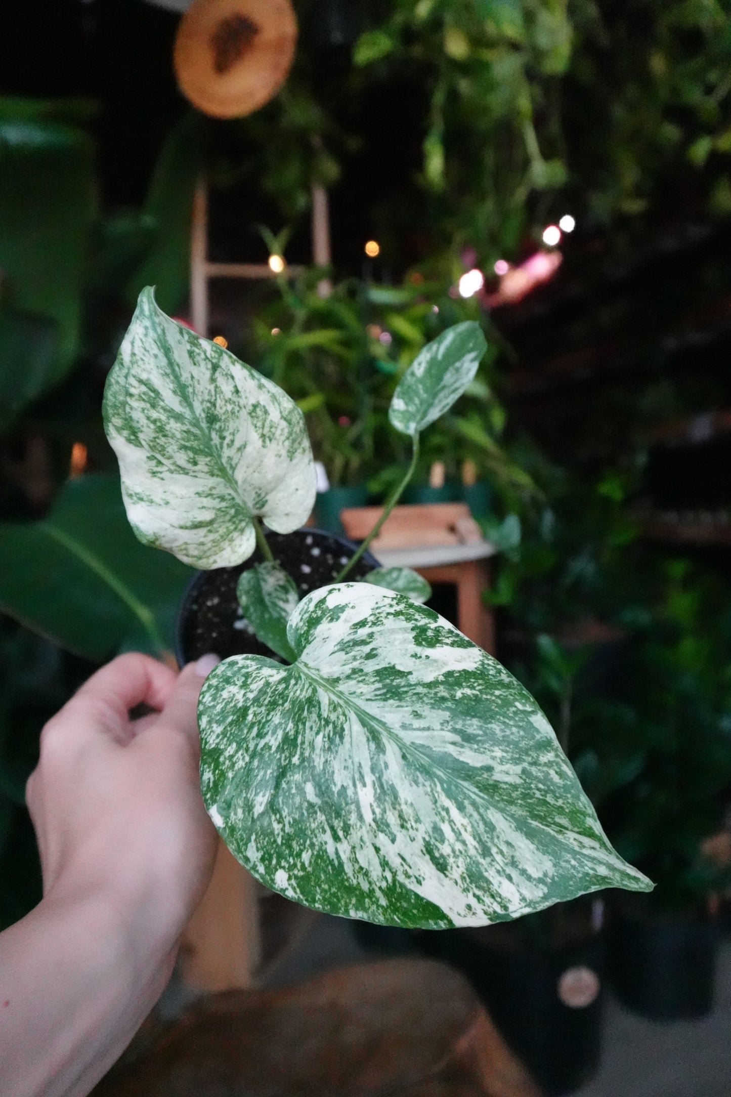 Monstera Mint 4"