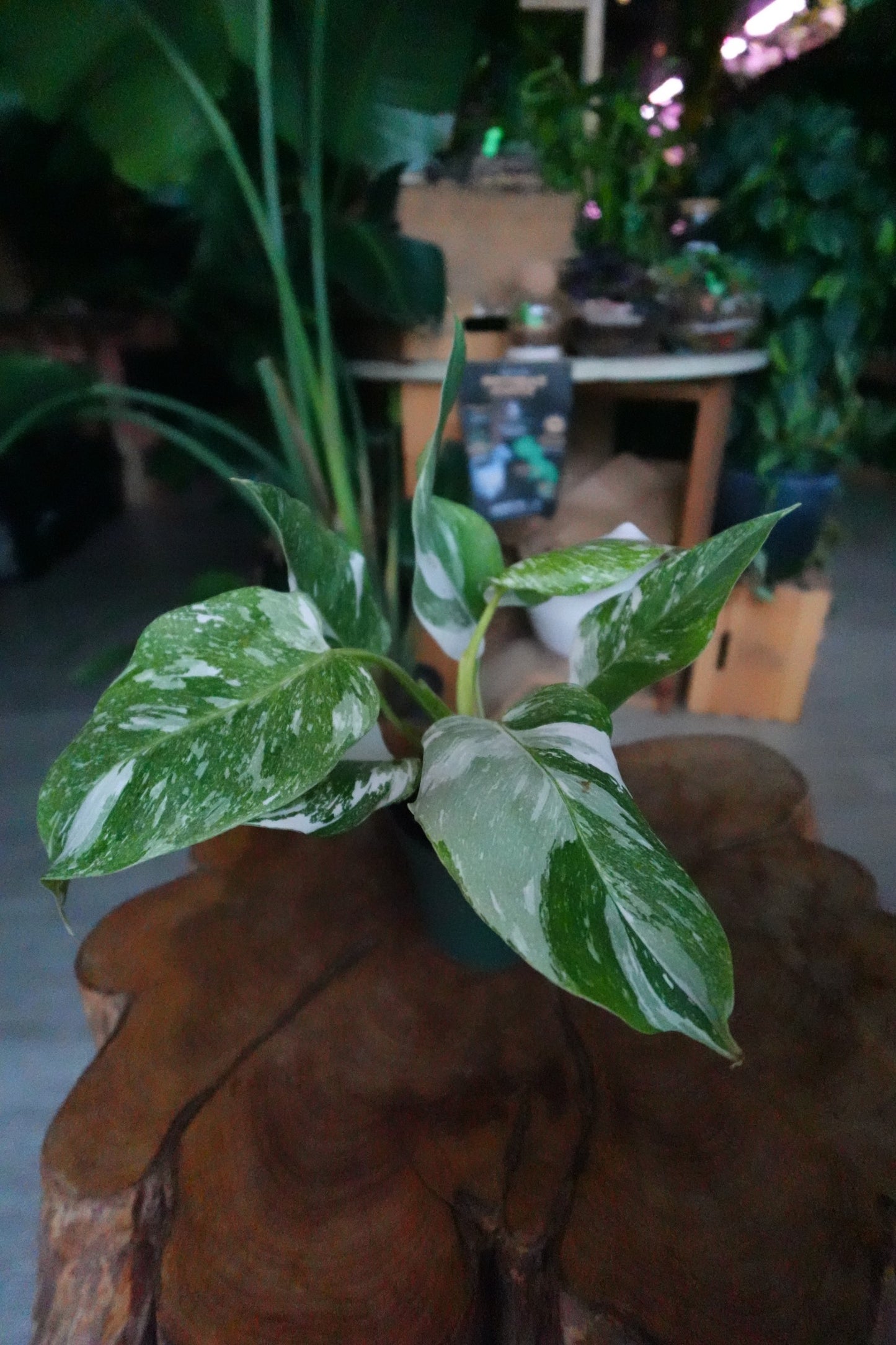 Philodendron Ice Speckle 4"
