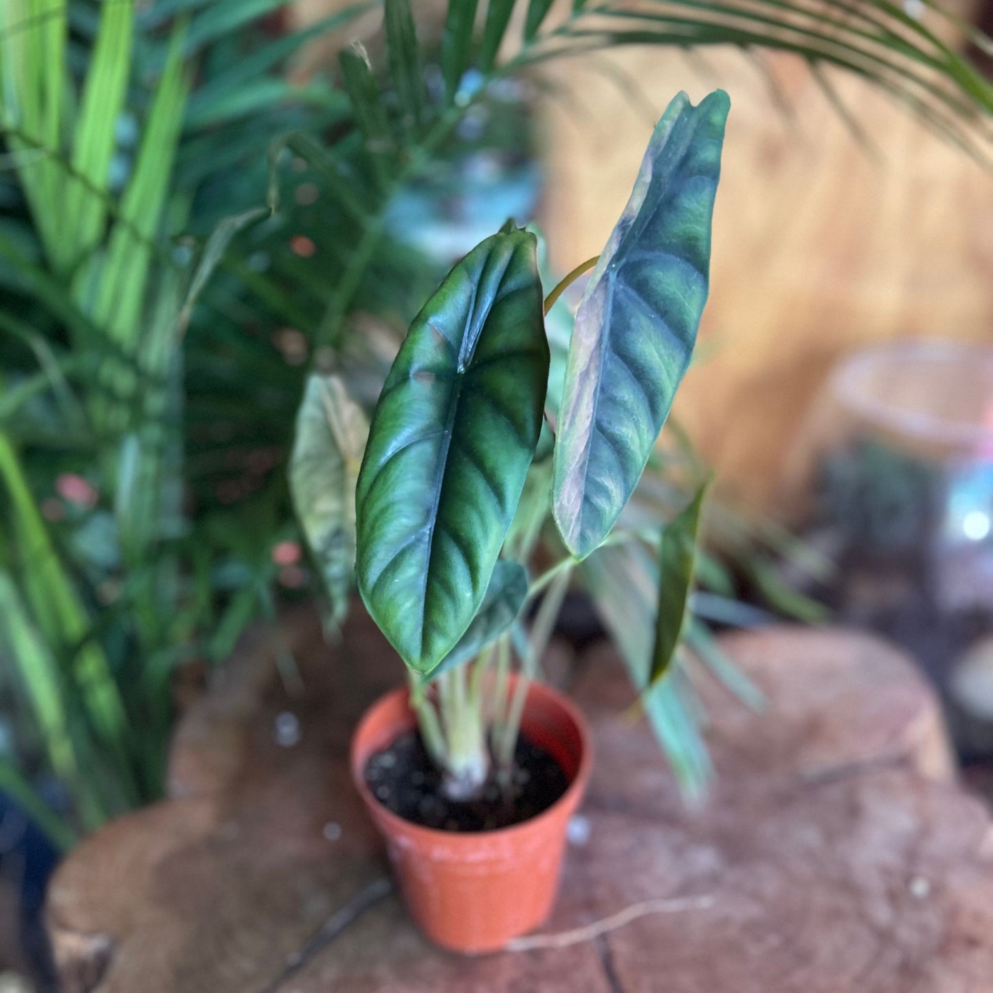 Alocasia Venusta 4"