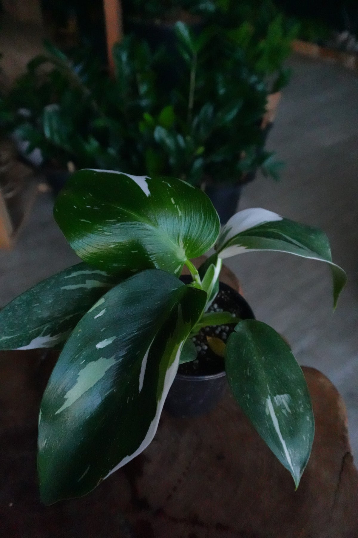 Philodendron White Wizard 4”