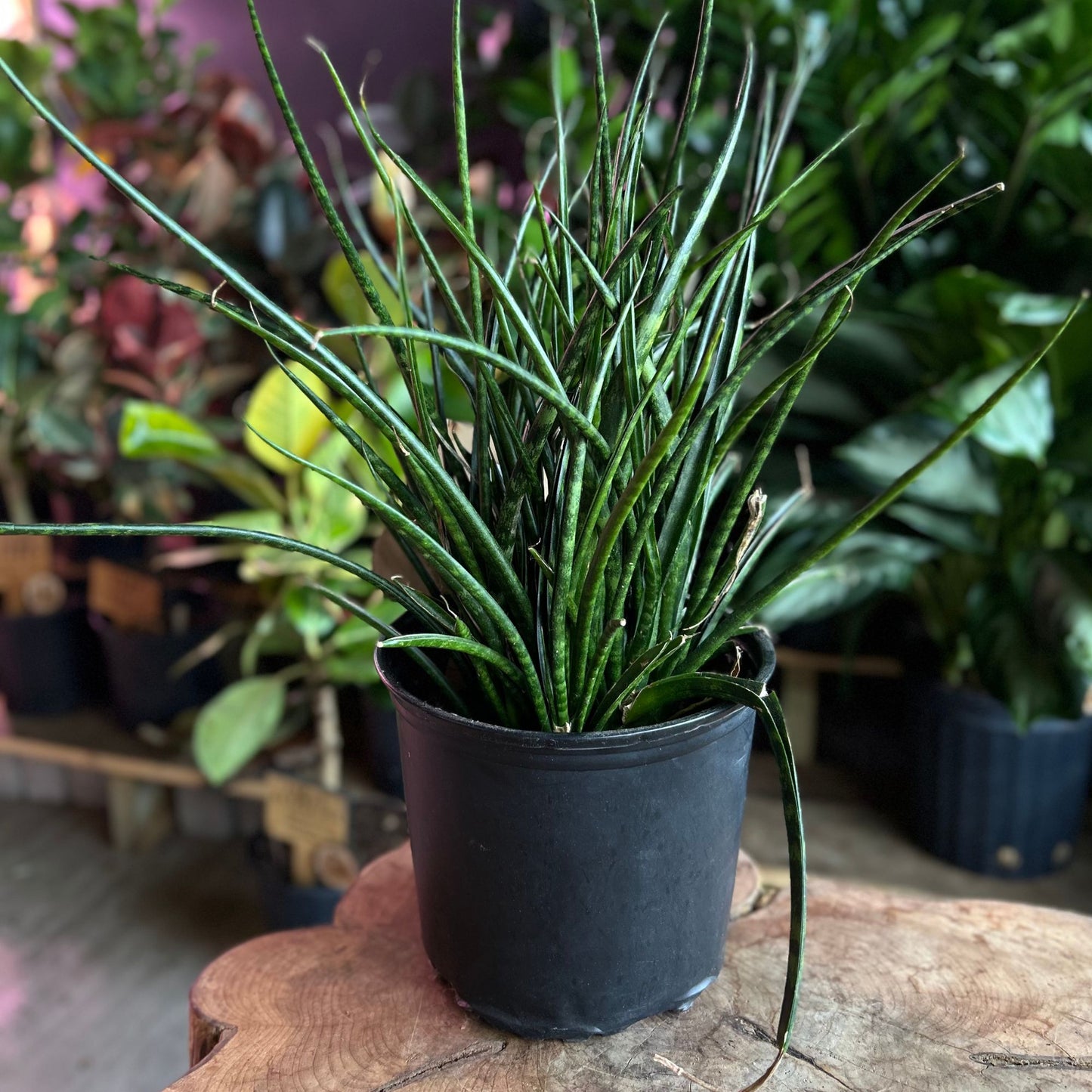 Sansevieria Fernwood Mikado 8"