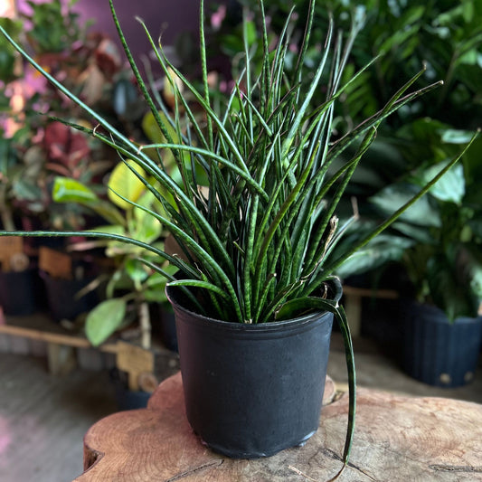 Sansevieria Fernwood Mikado 8"