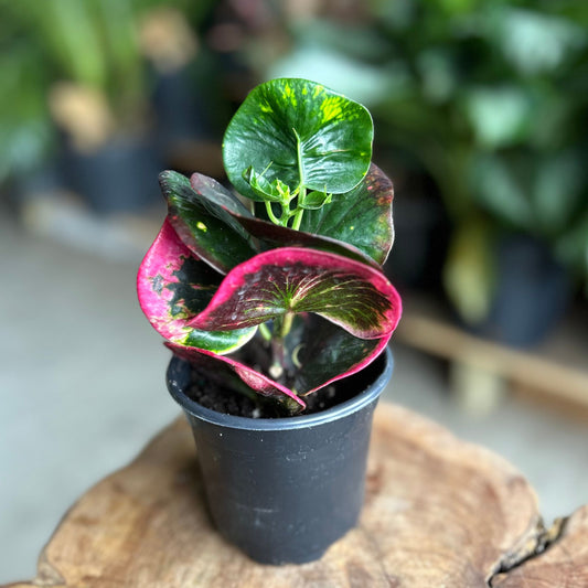 Croton Rose 4"