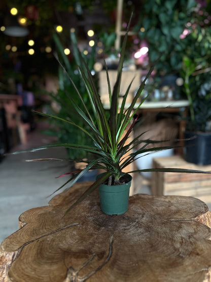 Dragon Tree (Dracaena Marginata) 4"