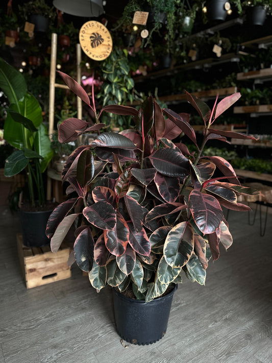 Ficus Ruby 14"