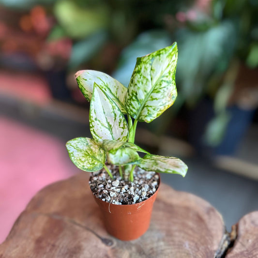 Aglaonema Super White 4"